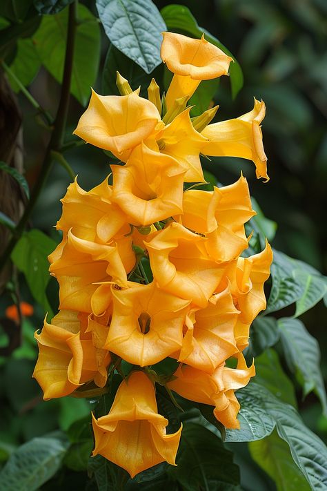 Golden Chalice Vine features large, trumpet-shaped, golden-yellow flowers that exude a sweet fragrance. This fast-growing climber is perfect for adding a touch of exotica to any garden.  Light: Full sun to partial shade. Water: Water regularly, but allow to dry out between watering. Soil: Well-draining, sandy soil. Temperature: 60-85°F (16-29°C). Humidity: Moderate to high. Fertilizer: Feed with a balanced fertilizer every two weeks during the growing season.Its nocturnal blooms attract pollinating moths and add a mystical nighttime charm.  #flowers #houseplants #GoldenChaliceVine #garden #tropical Trumpet Plant, Golden Chalice, Trumpet Vines, Fast Growing Climbers, Garden Tropical, Trumpet Flower, Trumpet Vine, Rose Flower Pictures, Sweet Fragrance