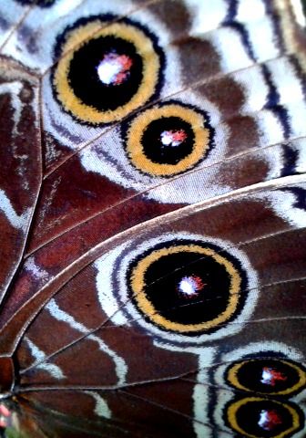 butterfly wing Butterfly Wing Zoom In, Decay Art, Simple Complex, Butterfly Project, Winged Eye, Papillon Butterfly, Moth Wings, Insect Photography, Butterfly Art Painting