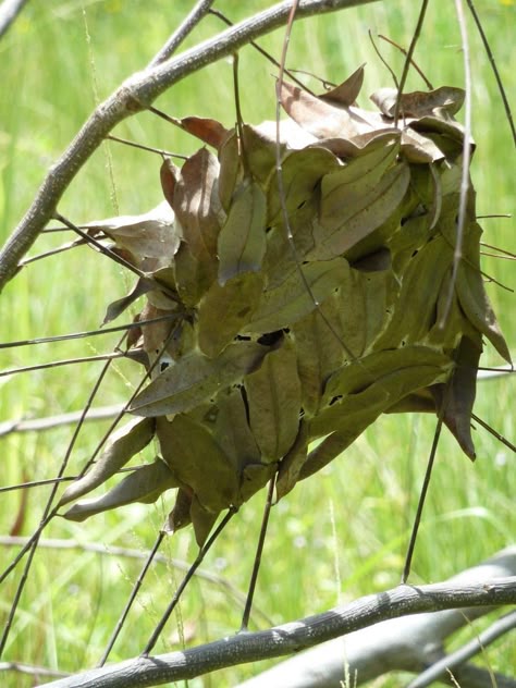 Weaver Ant Nest Oecophylla smaragdina Steampunk Animals, Arthropods, Creepy Crawlies, Beautiful Bugs, Wild Nature, Bugs And Insects, Science And Nature, Ants, Habitat