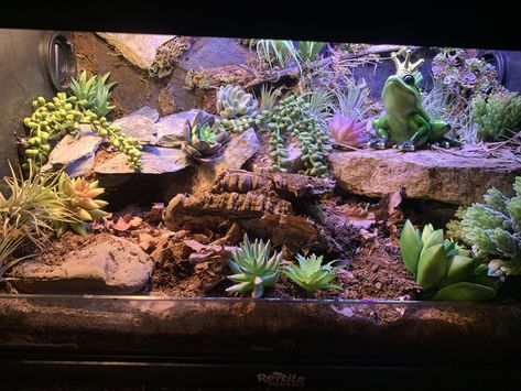 Snake Tanks Ideas, Bioactive Leopard Gecko Enclosure, Leopard Gecko Enrichment, Leopard Gecko Bioactive Tank, Breaded Dragon Tank Ideas, Leopard Gecko Habitat Ideas, Leopard Gecko Tank Ideas, Leopard Gecko Tank Setup, Skink Enclosure