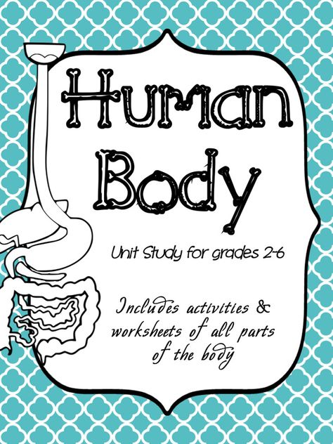 My Body Kindergarten Activities, Human Body Homeschool, Human Body Bones, Human Body Lesson, Human Body Unit Study, Science Unit Studies, Excretory System, Human Body Science, Human Body Activities