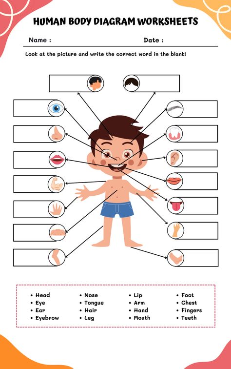 Human Body Diagram, Body Systems Worksheets, Human Body Worksheets, Body Diagram, Human Body Parts, Visual Learning, Visual Learners, Middle School Student, Body Systems