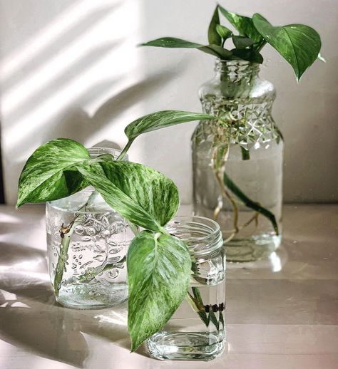 Plant Propagation Containers, Pothos Wedding Decor, Propagation Centerpiece Wedding, Pathos Propagation, Cowboy Camp, Cartagena Wedding, Ny Apartment, Propagation Station, Plant Propagation