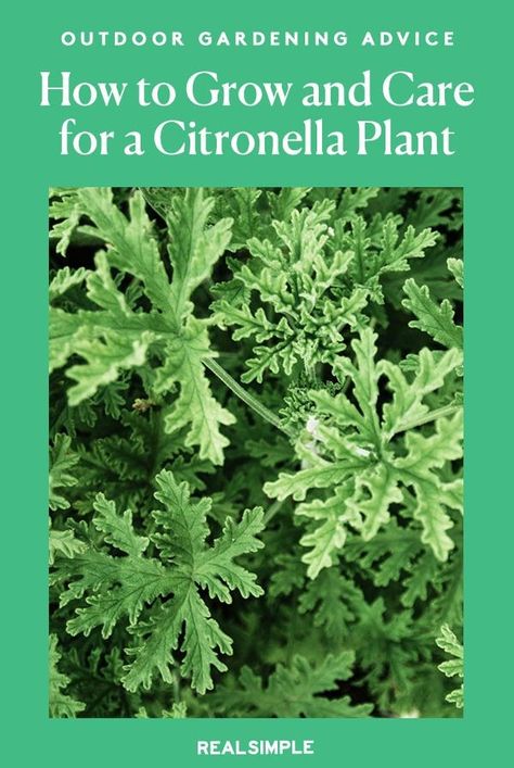 Potted Citronella Plant, How To Use Citronella Plant, How To Grow Citronella Plants, How To Propagate Citronella Plant, Citronella Plant Planters, Citronella Planter Ideas, How To Replant Plants, Growing Citronella Plant, Mosquito Repelling Plants Container