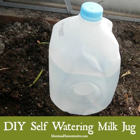 Making a homemade self watering milk jug is an easy DIY project that can be completed in just a few minutes. It works great for deep watering garden plants | Montana Homesteader Self Watering Bottle, Milk Jugs Garden, Clean Garden Tools, Self Watering Pots, Mini Milk, Diy Gardening, Mini Greenhouse, Self Watering Planter, Self Watering