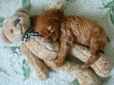 Being this cute can be exhausting: | 20 Puppies Cuddling With Their Stuffed Animals During Nap Time Puppy Fever, Puppy Cuddles, Happy Happy Happy, Cuddle Buddy, Cutest Animals, Sweet Animals, Cute Pets, Animal Love, Pet Grooming