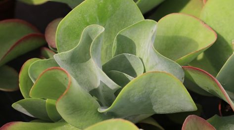 How to Plant, Grow and Care For Paddle Plants Paddle Plant, Succulent Soil, Growing Succulents, Drought Resistant, Growing Indoors, Fragrant Flowers, Potting Soil, Drought Tolerant, Planting Succulents