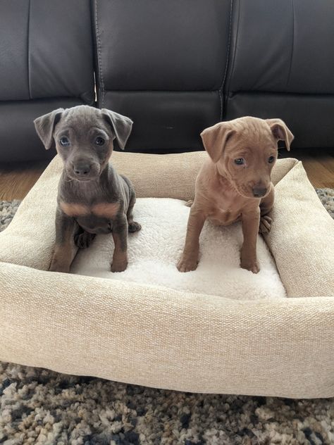 Miniature Pinscher Puppies For Sale | Buena Park, CA