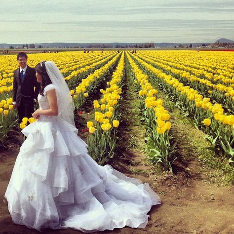 Wedding in the tulip fields -Tulip Festival in Holland, MI? Field Wedding Ceremony, Wedding Ceremony Locations, Wedding Minister, Tulip Field, Field Wedding, Mt Vernon, Tulip Festival, Tulip Fields, Wedding Fun