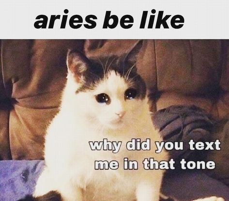 20 Funny Aries Memes That Are So True It Hurts Aries Sun Sign, Zodiac Planets, Aries Aesthetic, Aries Zodiac Facts, Dog Anatomy, Aries Woman, Zodiac Sign Traits, Aries Zodiac, Sun Sign