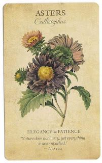 Botanical Inspirations Deck, Tarot Notes, Flower Dictionary, Flower Language, Piskel Art, Flower Guide, Illustration Botanique, Flower Meanings, Victorian Flowers