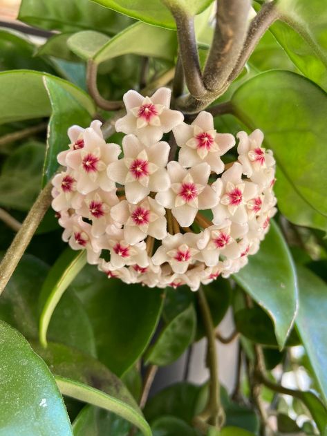 Cluster of cream colored, waxy hoya flowers with red centers Common House Plants, Scented Flowers, Hoya Carnosa, Strange Flowers, Plant Diseases, Wax Flowers, Flower Therapy, Rare Flowers, Winter Flowers