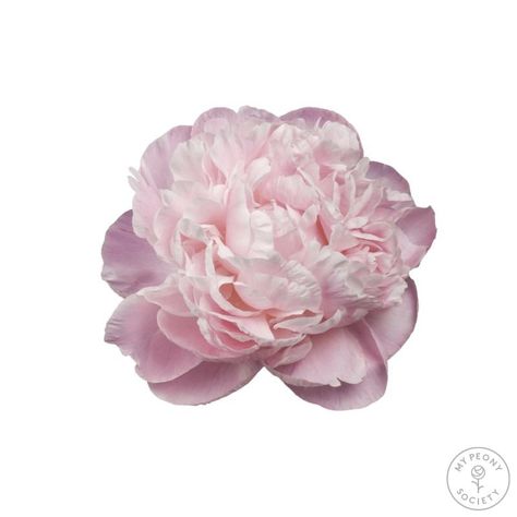 Paeonia Nick Shaylor - Peonies - My Peony Society Peonies Aesthetic, Pastel Peonies, Pastel Pink Flowers, Pale Pink Peonies, Period Color, Collage Elements, Doodle Tattoo, Vase Of Flowers, Slowly But Surely