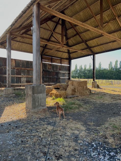 dog barn hay bales Hay Barn, Hay Bales, Netherlands, Dogs, Travel, Quick Saves