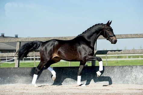 Dark Bay horse Dark Bay Warmblood, Black Bay Horse, Dark Bay Horse, Hanoverian Horses, Horse Pretty, Hackney Horse, Kathiyawadi Horse, Bay Horses, Dutch Warmblood