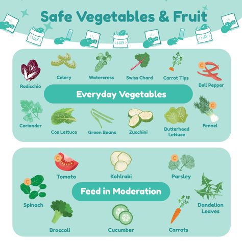 If you eat all your veg you'll grow up to wheek like a guinea pig! 🐹🗣️⁠
⁠
🥰 Making sure your guinea pigs have a nutritious varied diet is very impaw-tant! ⁠
🫑 Fruit and veggies with C on them means they're high in vitamin C!⁠
🤔 Did you know that piggies can't produce their own vitamin C, so they need fruit and veggies rich in vitamin C!⁠
😨 Some veggies must be fed in moderation to ensure your piggies aren't getting too much calcium or sugar!⁠ Pig Care, Fruit And Veggies, Guinea Pig Care, Spinach Leaves, Watercress, Chard, Guinea Pig, Fennel, Fruits And Veggies