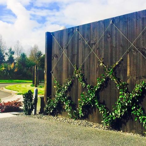 Gallery - Espalar Wire Anchor Winter Landscaping, Espalier Fruit Trees, Trellis Netting, Wire Trellis, Jasmine Vine, Growing Fruit Trees, King Diamond, Growing Vines, Concrete Fence