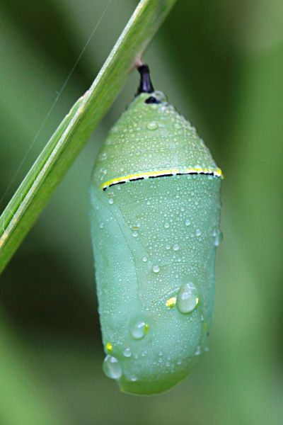 Most butterfly chrysalises are a rather drab brown, but the Monarch’s is a beautiful green which serves to camouflage it in fields where the caterpillars feed on milkweed and eventually pupate (form a chrysalis).  The Monarch caterpillar, when mature, usually seeks a sheltered spot under a leaf or branch where rain will not cause the silk button by which it hangs to disintegrate.  The chrysalis in the photograph is attached to a blade of grass. Insect Eggs, Butterfly Chrysalis, American Crow, Monarch Caterpillar, Animal Tails, Painting References, Barred Owl, Beautiful Bugs, Pollinator Garden