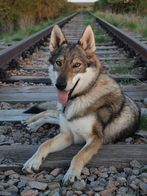 Wolf Drawing Ideas, Wolf Dog Breeds, Tamaskan Dog, Cute Puppy Names, Czechoslovakian Wolfdog, Cute Wolf, Really Cute Puppies, Wolf Drawing, Really Cute Dogs