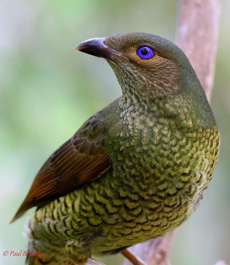 Satin Bower Bird, Female Bower Bird Tattoo, Bower Birds, Rainforest Creatures, Bower Bird, Australian Fauna, Animal Inspiration, Amor Real, Bird Nests, Violet Eyes