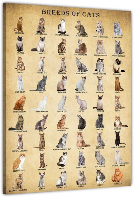 Cat Breed Wall Art, Vintage Cats Knowledge Poster, Cute Kitty Print Unframed 12x18inch : Amazon.co.uk: Pet Supplies Type Of Cats, Cat Evolution, Cat Knowledge, Breeds Of Cats, Knowledge Poster, Cut Cat, Poster Cute, Vintage Cats, Types Of Cats