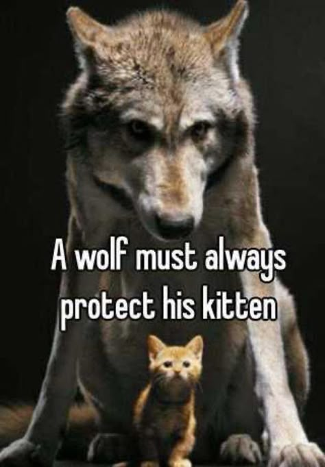 Sigma Wolf, Alpha Quotes, Alpha Male Quotes, Alpha Quote, Male Quotes, Wolf Meme, Funny Wolf, Alpha Werewolf, Alpha Pack