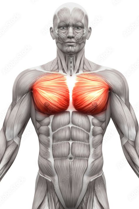 Knowing how to flex your pecs and the ability to repeatedly flex your pectoral muscles is known as “pec bouncing.” Muscle Study, Human Muscle Anatomy, Pectoral Muscles, Dance Photography Poses, Muscle Anatomy, Muscle Contraction, Chest Muscles, Adipose Tissue, Chest Workouts