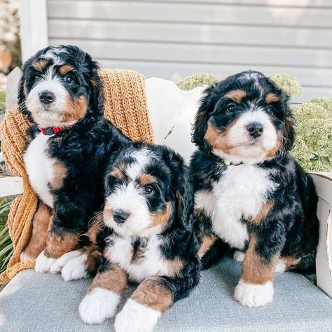 Berne Doodle, Bernedoodle Puppies, Mini Bernedoodle, Bernedoodle Puppy, Warm Fuzzies, Doodle Dog, Kitten Love, Super Cute Animals, Bernese Mountain Dog