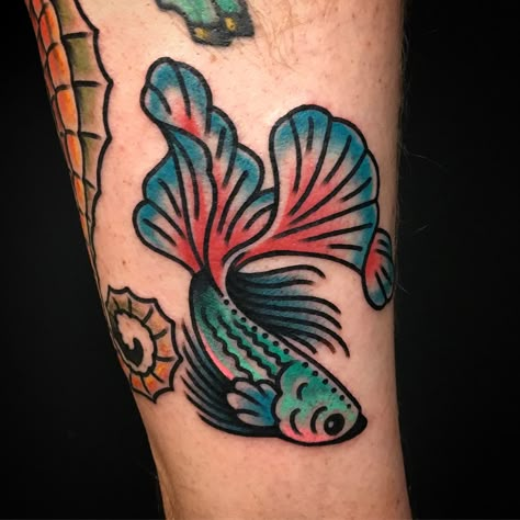 Beta fish and Seahorse heading back to NY with  @gerrrgorysimich thanks again my man! American Traditional Tattoos Insects, Black And Grey Fish Tattoo, Blue Traditional Tattoo, Fish With Legs Tattoo, Color American Traditional Tattoos, Traditional Tattoo Fish, Beta Fish Tattoo Design, Fish Flash Tattoo, Beta Fish Tattoos