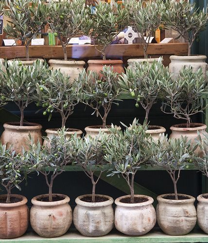 Olive trees Olive Tree Care, Olivier En Pot, Growing Olive Trees, Topiary Trees, Urban Gardening, Mediterranean Garden, Olive Trees, Tree Care, Olive Tree