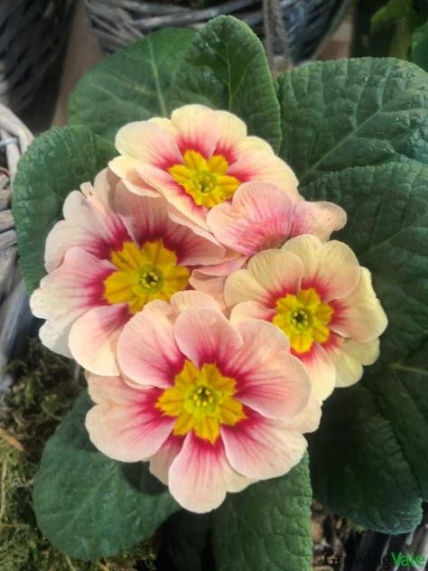 How to Grow and Care for Primrose Flower (Primula spp.) - GrowingVale Primrose Plant, Primrose Flower, Spring Plants, Plant Ideas, Spring Ideas, Flower Care, Herbaceous Perennials, Colored Flowers, Flowering Plants