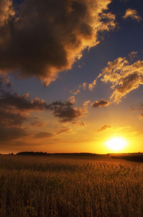 Sunset over soybean field in central Indiana Indiana Landscape Photography, Soybean Field Photography, Indiana Scenery, Soybean Field, Country Backroads, Sunrise Field, Indiana Photography, Country Wallpaper, Farm Photos