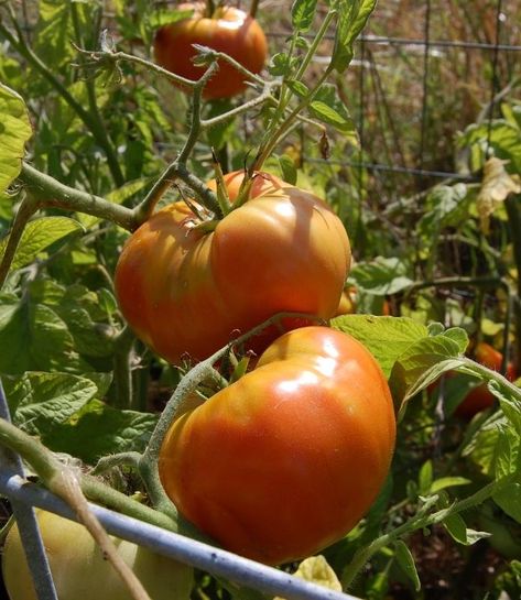 Winter Sowing Tomatoes, Dirt Therapy, Winter Sowing, Plant Seeds, Tomato Seeds, Ornamental Plants, Have You Tried, Planting Seeds, Winter 2024