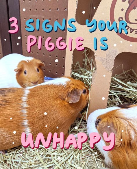 Small Guinea Pig Cage Ideas, Guinea Pig Diy Toys, Guinea Pig Litter Box Ideas, Guinea Pig Toys Diy Homemade, Guinea Pig Cage Ideas Indoor, Guinea Pig Set Up, Indoor Guinea Pig Cage Ideas, Guinea Pig Ideas, Homemade Guinea Pig Cage