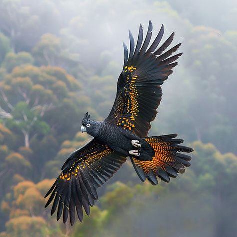 Yellow Tailed Black Cockatoo Endangered: From Imagination to Implementation Bird Wings Reference Photo, Yellow Tailed Black Cockatoo, Red Tailed Black Cockatoo, Black Cockatoo, Bird People, Mountain Ranges, Interesting Animals, Unusual Animals, Forest Animal