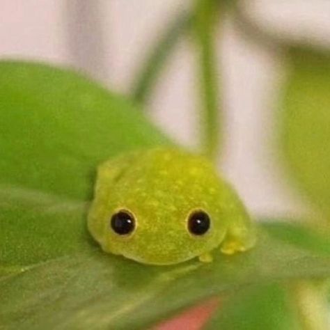 So stinkin' cute! Reposted @frog_lover.society Tiny frog 🐸 pick your favorite from 1 to 10 🤩🤩 #froggyfriday #Friday #friyay Via @a.sewoon Pet Frogs, Frog Meme, Pet Ducks, Frog Pictures, Glass Frog, Cute Reptiles, Cute Small Animals, Funny Frogs, Cute Animal Drawings Kawaii