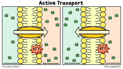 A GIF by the Amoeba Sisters demonstrating active transport.  www.amoebasisters.com/amoebagifs.html Active Transport Biology, High School Biology Classroom, Teaching Cells, Science Foldables, Membran Sel, Amoeba Sisters, Active Transport, Tissue Biology, Microscope Images