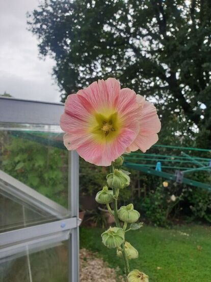 As I've mentioned once or twice before, I love free plants. What better way to get them reliably than harvesting your own seeds and growing your own?! This time it's all about hollyhock. This is what a hollyhock flower looks like. A hollyhock plant and an envelope is all you'll need for this project! Easy peasy! This is what the plant needs to look like before it's ready for you to harvest seeds from it. The driest, brownest ones are the best and the seeds within these pods will a… Hollyhock Seeds, Hollyhock Flower, Topiary Diy, French Country Chandelier, Hollyhocks Flowers, Country Chandelier, Pumpkin Centerpieces, Everyday Hacks, Love Free