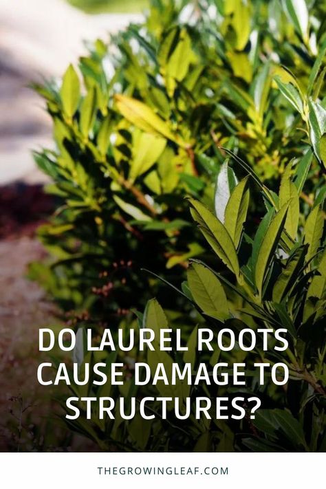 Laurel Shrub, Laurel Hedge, Grow Plants, Root System, Evergreen Shrubs, Beautiful Blooms, Growing Plants, Hedges, To Grow