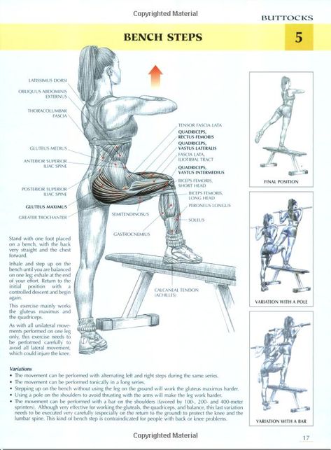 Fitness Knowledge, Strength Training Anatomy, Fascia Lata, Strength Training Women, Latissimus Dorsi, Glute Activation, Gluteus Medius, Muscle Anatomy, Toning Workouts