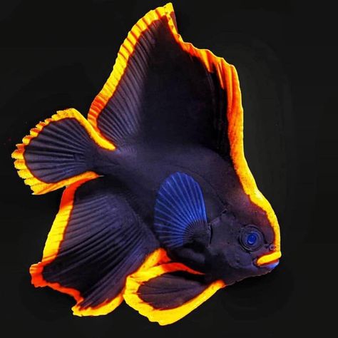 Saltwater Aquarium Fish, Pretty Fish, Black Fish, Deep Sea Creatures, Beautiful Sea Creatures, Marine Fish, Exotic Fish, Aquatic Animals, Beautiful Fish