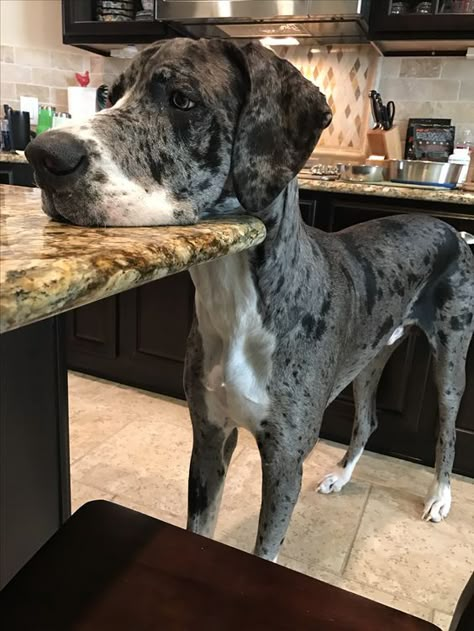 Dogs Great Dane, Great Dane Mixed With Doberman, Great Dane Blue Merle, Gray Great Dane, Great Dane German Shepherd Mix Dogs, Great Dane Merle, Great Dane Aesthetic, Grate Danes, Brown Great Dane