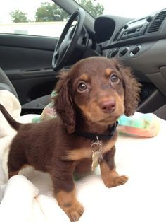 Long Haired Doxie, Fluffy Dashound Puppy, Mini Long Haired Dachshund Puppies, Mini Doxie Puppies, Mini Daschund Long Haired, Fluffy Dashound, Fluffy Wiener Dog, Long Hair Dashunds, Mini Daschund Puppy