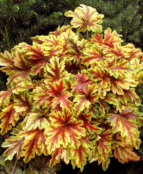 Foliage Plants Brighten Gardens With Gold, Silver and Bronze Leaves Golden Zebra, Tattoo Plant, Zebra Shades, Red Pigment, Coral Bells, Terra Nova, Shade Perennials, Small White Flowers, Hardy Perennials