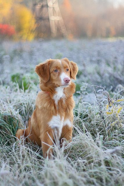 barney's cousin! i love nova scotia duck tolling retrievers Nova Scotia Duck Tolling Retriever, Positive Dog Training, Easiest Dogs To Train, Best Dog Training, Sweet Dogs, Dog Training Obedience, Tolu, Dog Behavior, Dog Training Tips