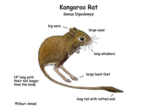 Kangaroo Rat Jumping | Presentation Software that Inspires | Haiku Deck Rat Facts, Kangaroo Rat, Australian Mammals, Mouse Rat, Sonoran Desert, Large Eyes, Weird Creatures, Rodents, Long Tail