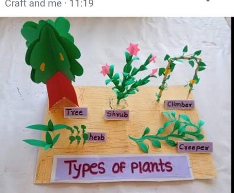 Types Of Plants Project For Kids, Types Of Plants For Kids, Parts Of Plant Project, Plants Science Project, Human Body Science Projects, School Exhibition, Science Exhibition, Geography Project, Body Science