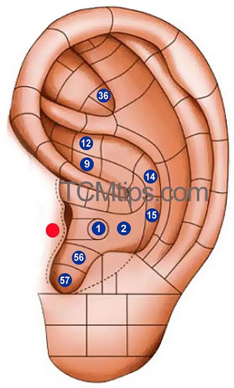 Ear Seeds Chart for Weight Loss: A Comprehensive Guide Ear Seeds Acupressure, Ear Seeds Placement Chart, Ear Pressure Points, Ear Acupressure Points, Accupuncture Points, Acupressure Points Chart, Ear Acupressure, Acupressure Chart, Ear Reflexology