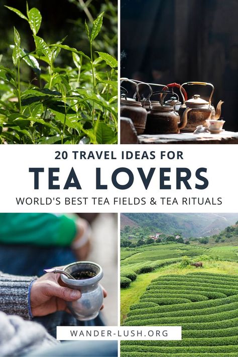 Tea Around The World, Cozy Tea Shop, Tea Practice, Tea Shop Aesthetic, Ceremonial Tea, Birmingham Restaurants, Tea Business, Tea Inspiration, Tea Blends Recipes