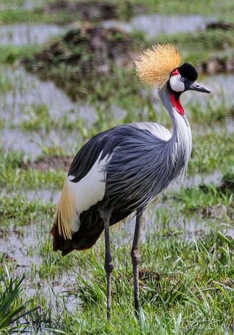 Crested Crane in Amboseli National Park, Kenya Crested Crane, Amboseli National Park, Millie Marotta Coloring Book, Lilac Breasted Roller, Crane Bird, Herons, Shorebirds, Majestic Animals, 18650 Battery